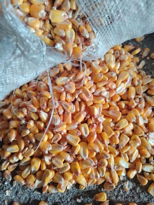 Кукуруза в мешках