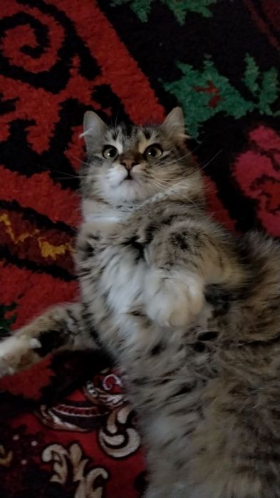 Мейкун 9 ойлик сотилади.