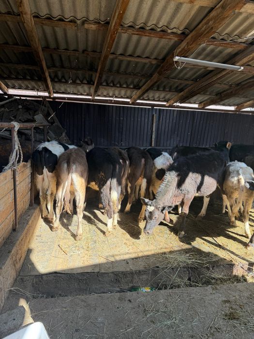 Продам тёлочек