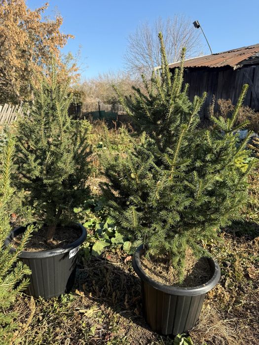 Ель голубая , ель сибирская