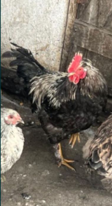 Продам петух молодой