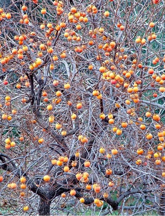 Pomi Exotici (Kaki )