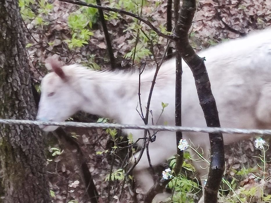Vând 3 ieduțe si o capra cu un ied