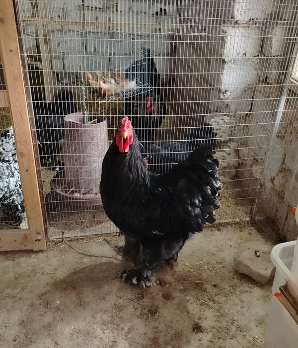 Брама хурозлари 350минг