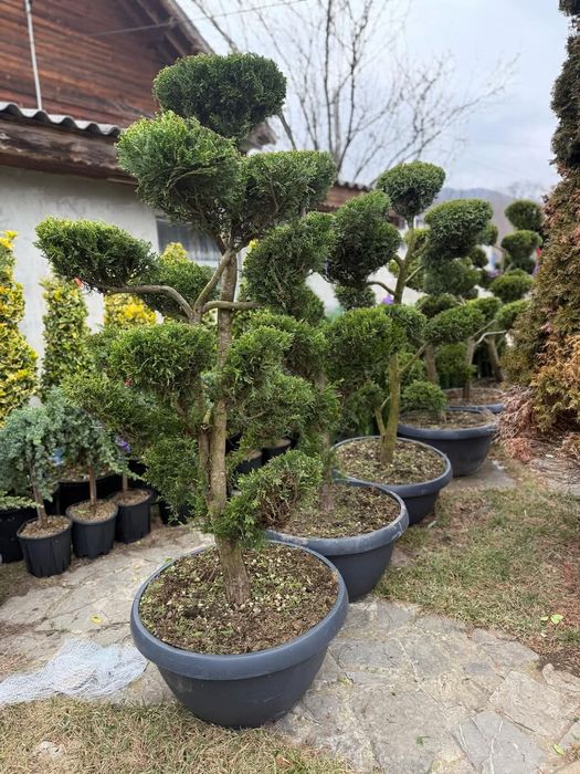 Vând plante ornamentale și livrez