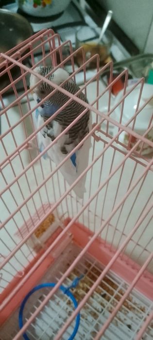 Попугай Вольнистый  девочка