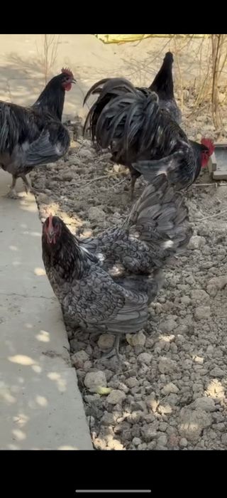 Zot: Avstralorp / Rumin (aralash emas, toza yoʻnalish)

Yoshi: 2 hafta