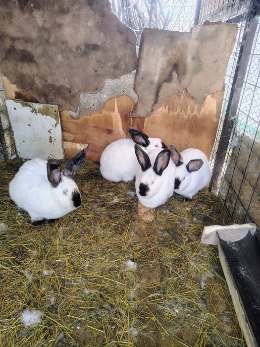 Mascul Uriaș German,femel și masculi Ut și hycole francez