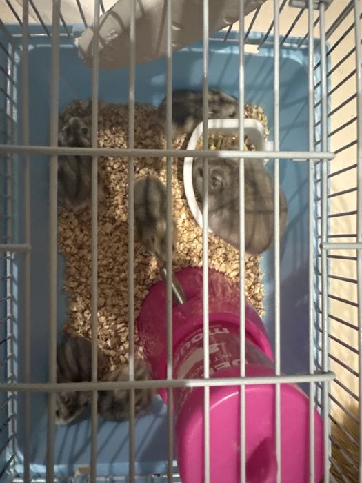 7 джунгарских хомячков