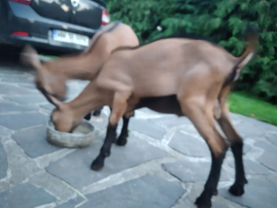 Capre Alpina Franceza și iezi