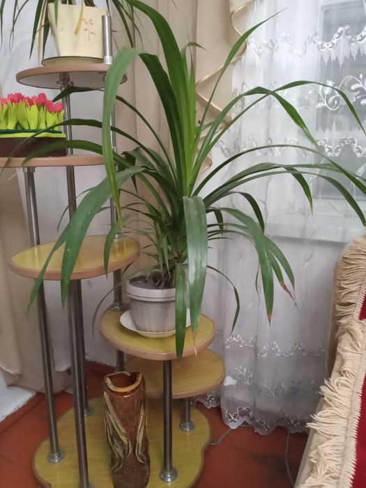 Продам комнатные цветы