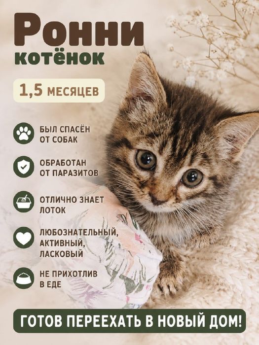Котенок в поиске Семейного Уюта и Заботы