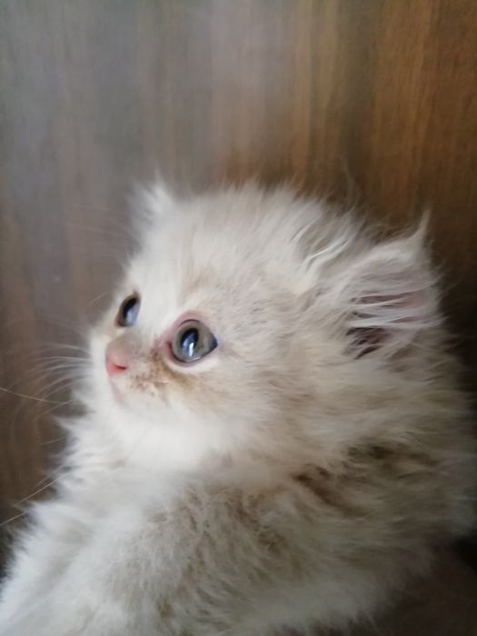 Котята персидские .