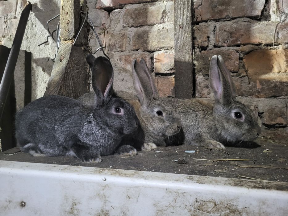 Продам кроликов...