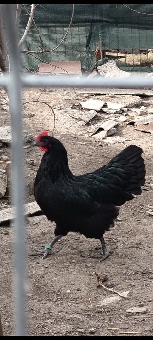 Ouă austrolop pentru incubat