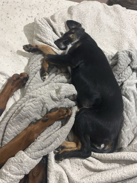 Щенок добермана