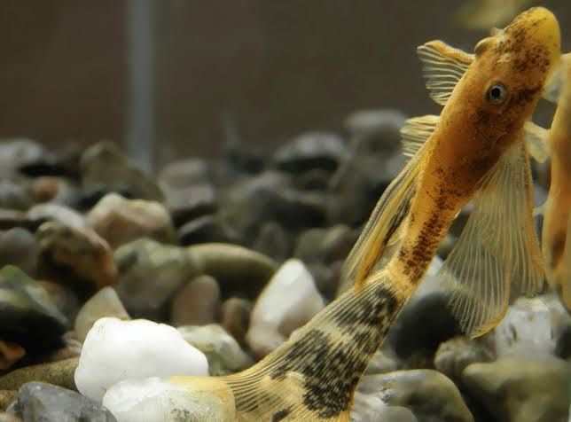 Сомы Lda-016, 10-11 сантиметров.