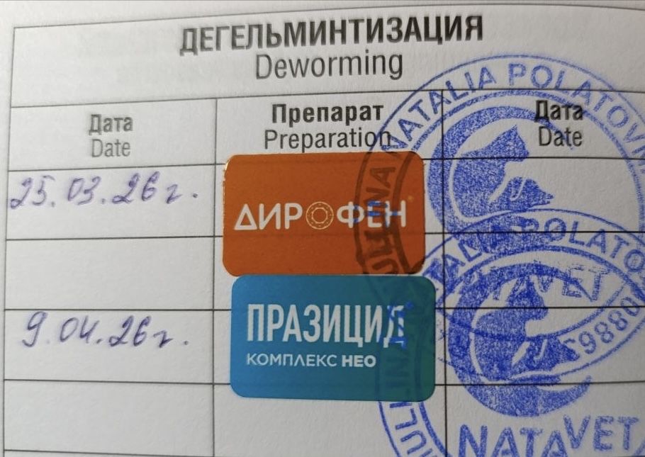 Кошка в добрые руки