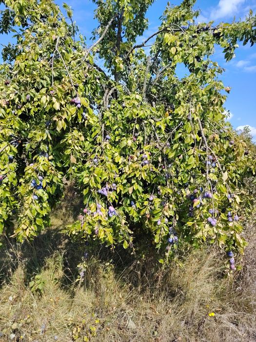 Prune Tuleu neculese