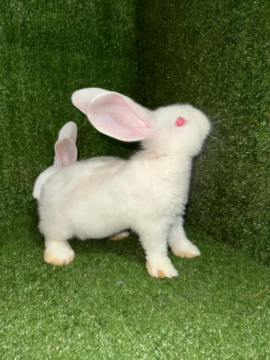 Крольчата кролики кролы биг