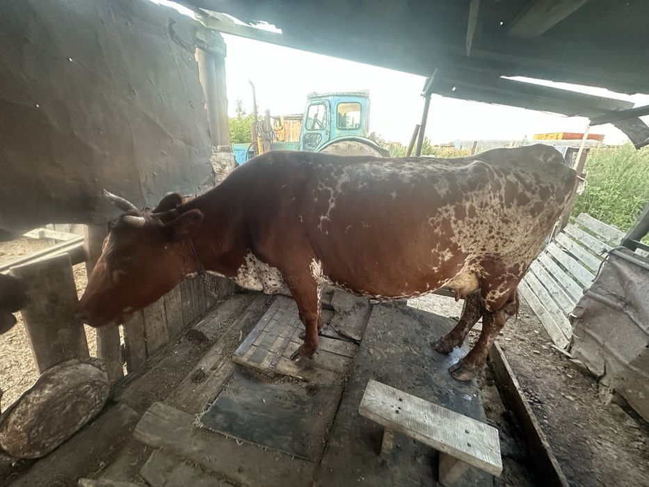 Продаю корову дойную