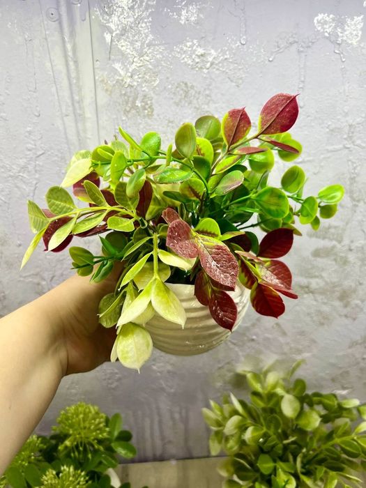 Интерьерные цветы