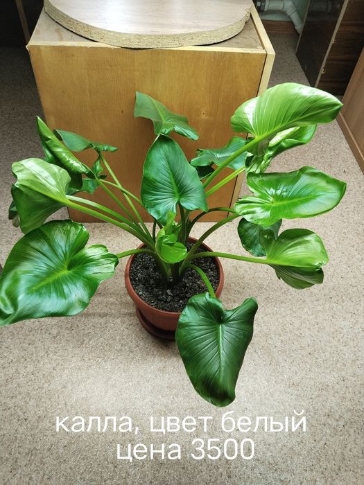 Продаю домашние цветы