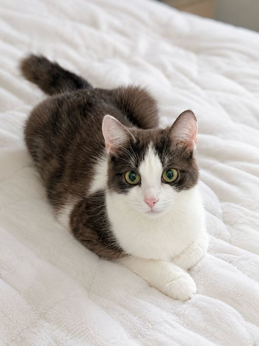 Котенок девочка стерилизована