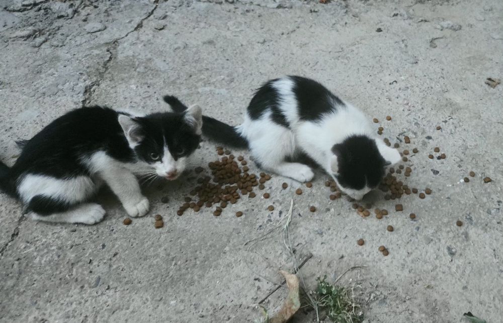 Котята,черно белые 4шт