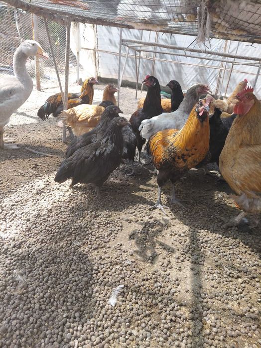Продавам кокошки , ярки и зайци