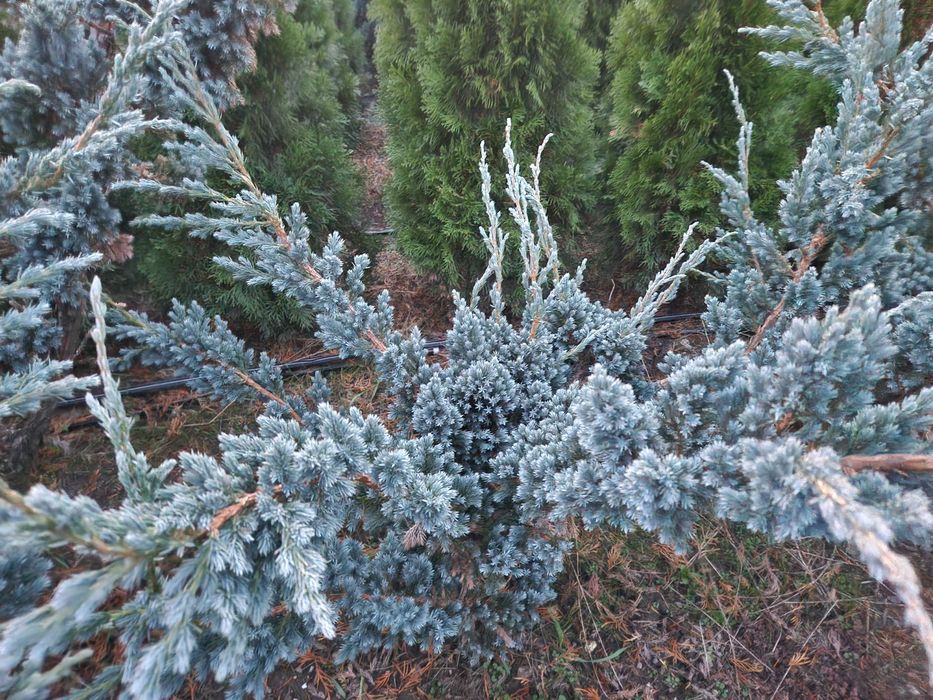 Tuia/  tuia smaragd/ buxus/ brad/ chamaecyparis