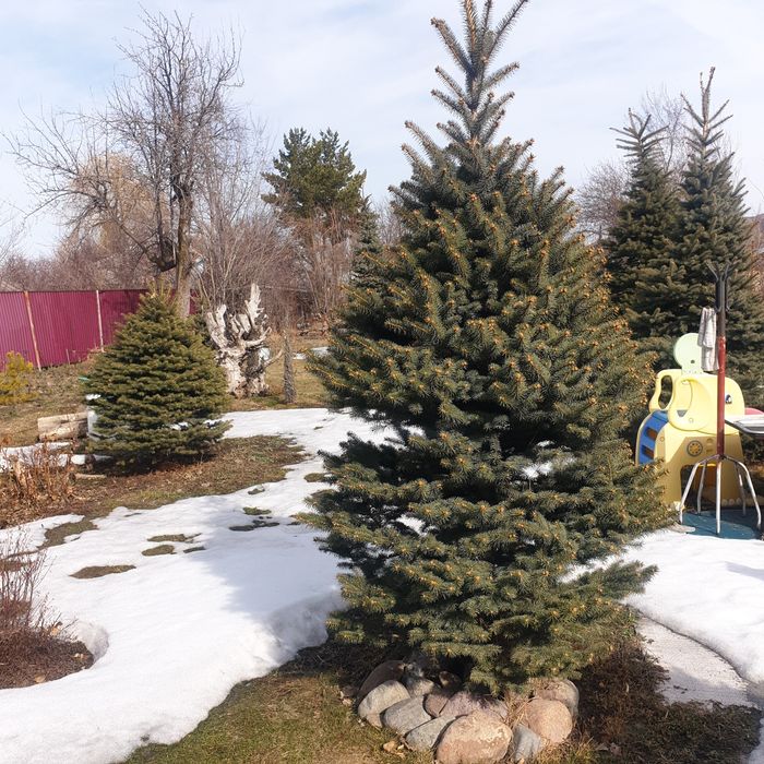 Продам ели голубые