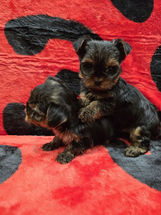 Мини йоркширски териер