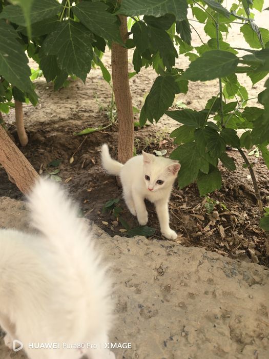 Марғаулар\котята 2 айлық