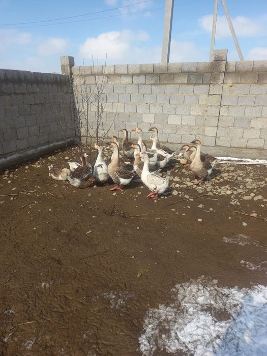 Гусиные яитса %+