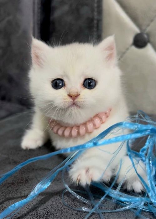 Serebristiy shinshila Britanlar sotiladi