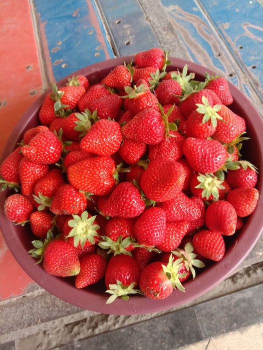 Qulupnay toza pishgan arzon narxlarda