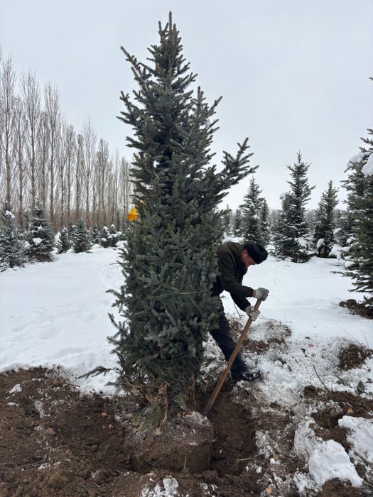 Голубые ели, Сибирские