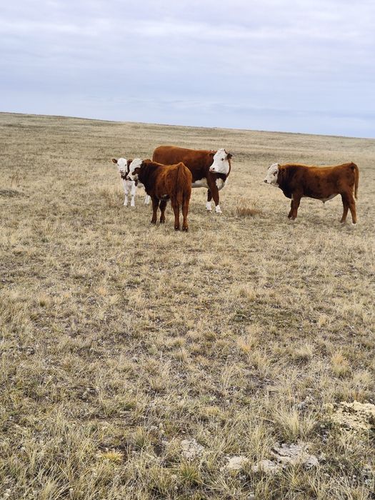 Ақбас еркек подсостар