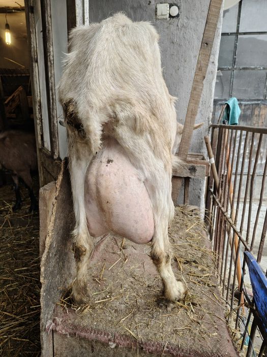 Vând 2 capre de rasă – Saanen cu certificat + Alpină Franceză, cu iezi