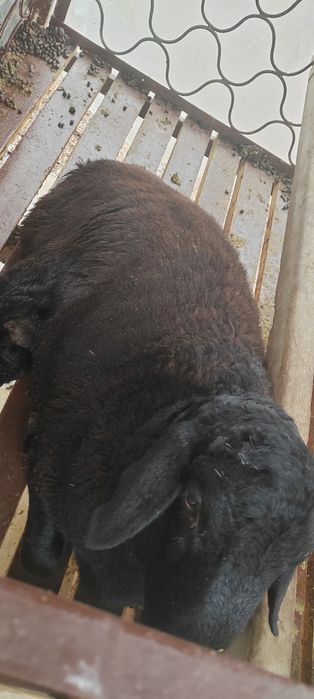 Қой сатамын семіз