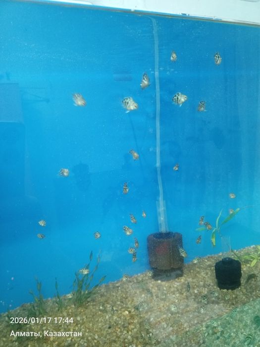 Попугай сапфировый