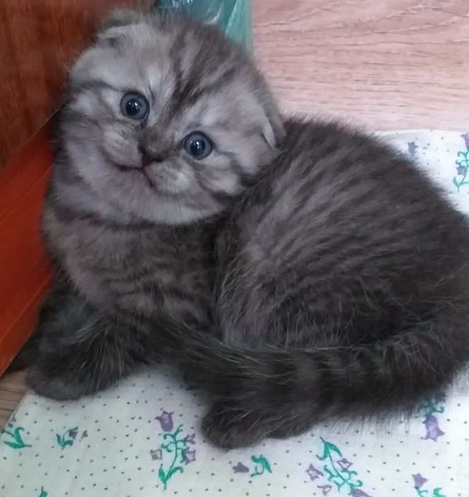 Котята Вислоушки  Скоттиш фолд