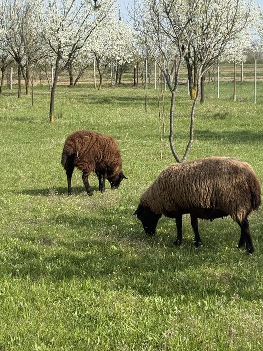 Vand oi texane cu miei langa ele