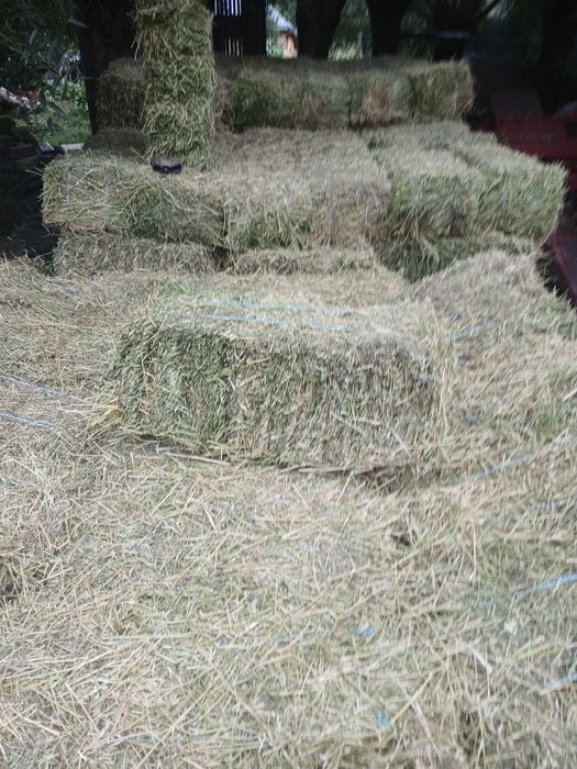 Vând baloți dreptunghiulari lucernă