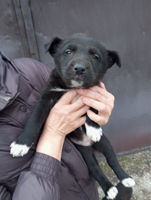 Отдам щенят от овчарки в добрые руки