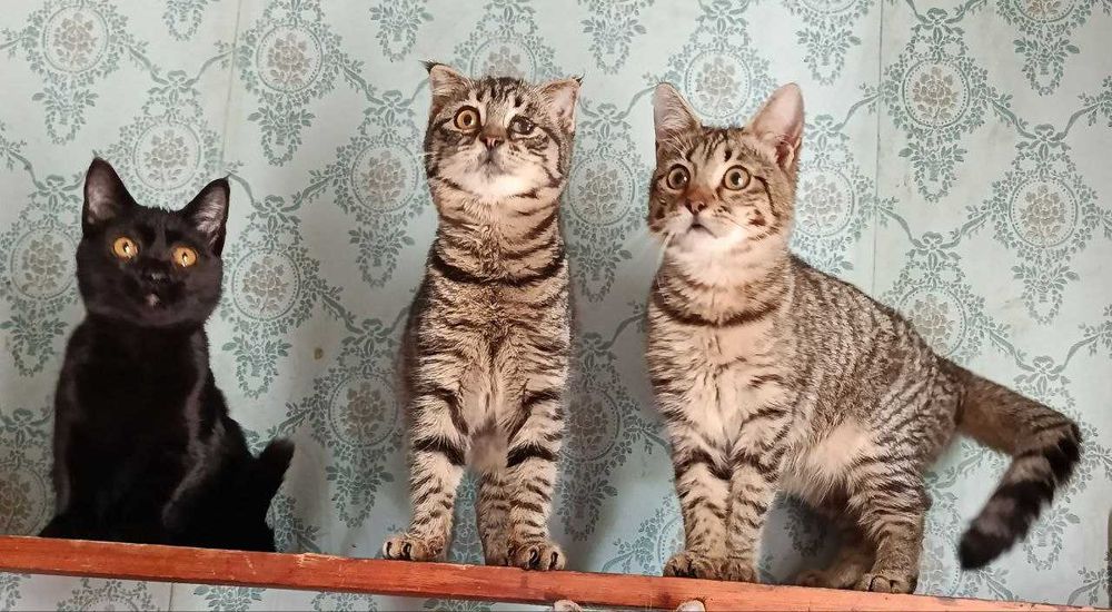 Котята в добрые руки Страйт и фолд..