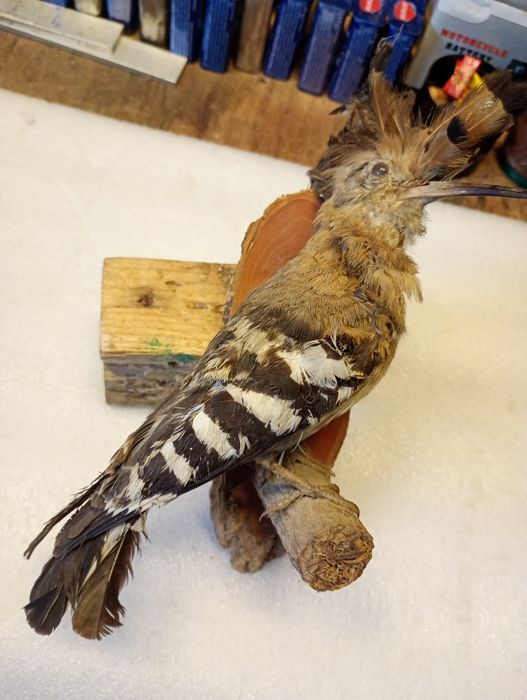 Păsări  împăiate