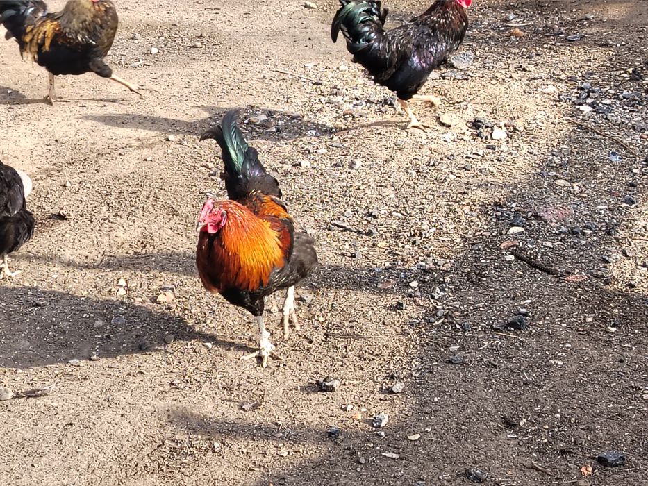 Куры Питухи Тауык