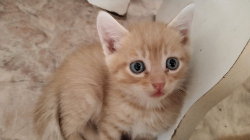 Отдам котят в добрые руки